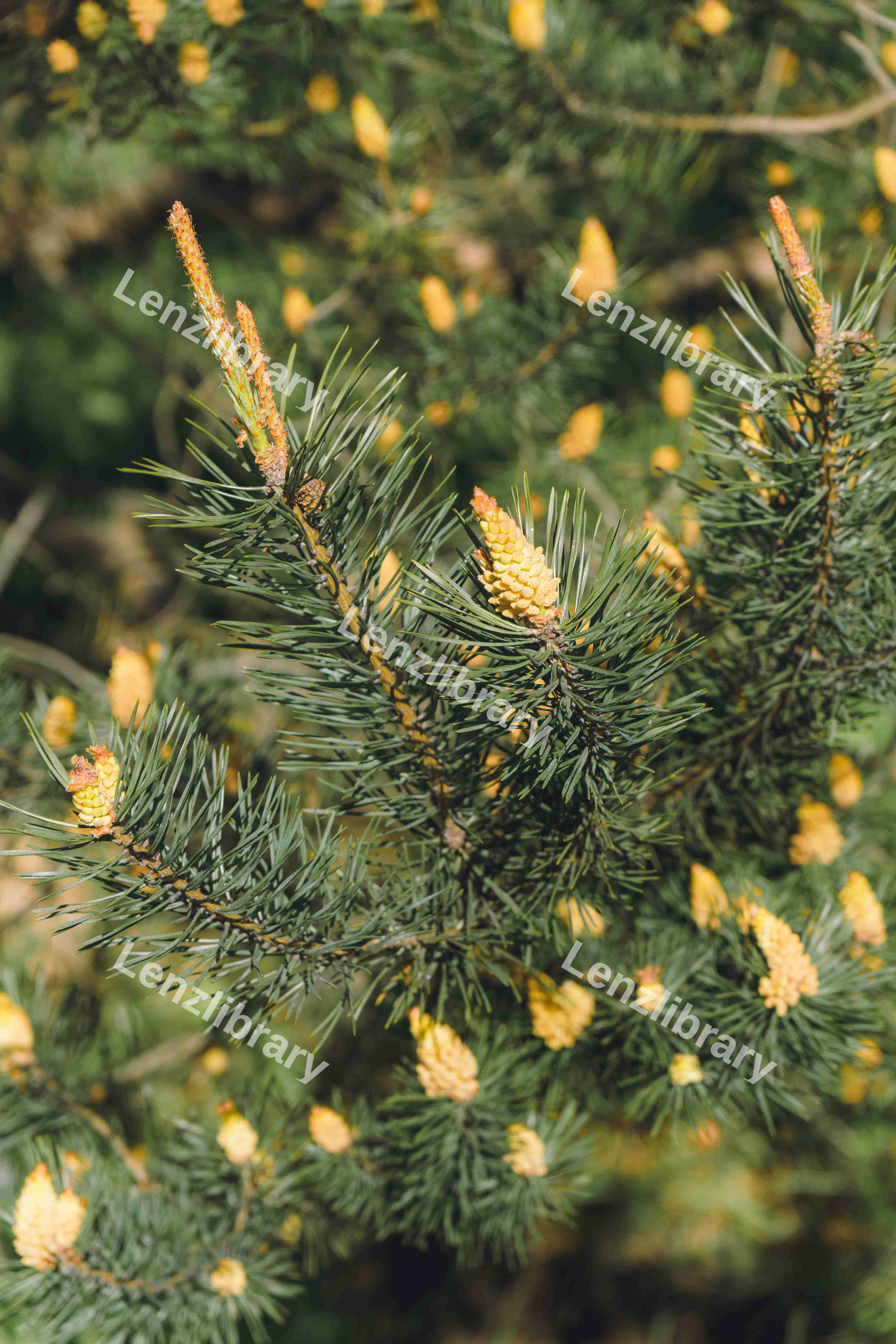 Pine Tree
